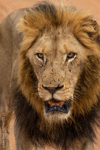 Lion marchand parc Kruger