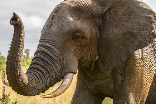 Safari Eléphant heureux parc Kruger en Afrique du sud