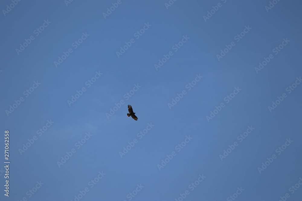buzzard flying in clear sky
