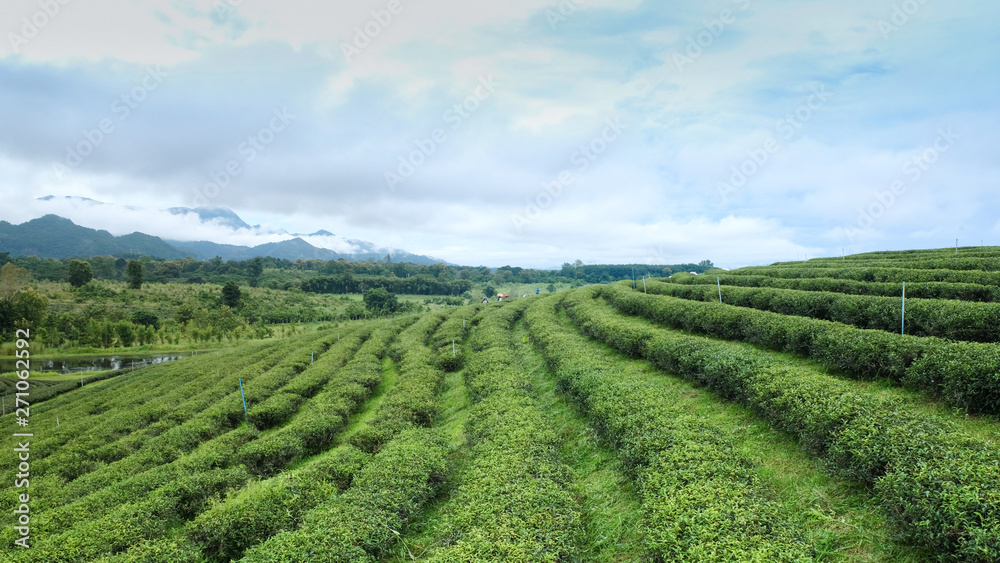 Landscapes of green tea plantation OOlong Tea plantations. Chui Fong in Chiang Rai in Northern Thailand