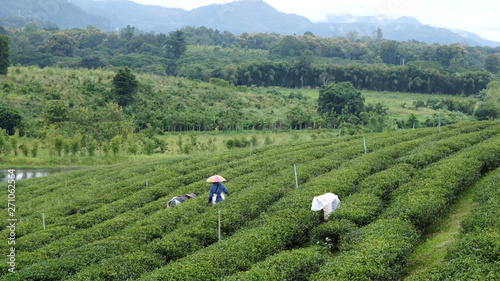 Farmers  picking tea leaves in tea plantation