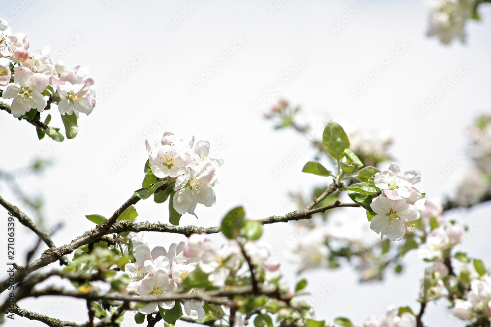 Apple tree branches with white flowers against blue sky. Copy space. Selective focus Apple tree branches with white flowers against blue sky. Copy space. Selective focus