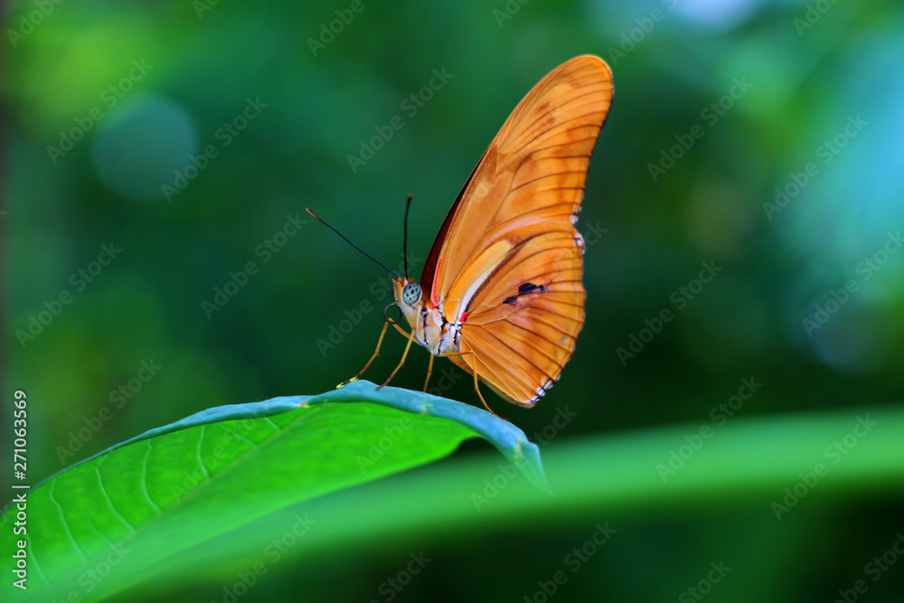 Fototapeta premium Buttrerfly on leaf