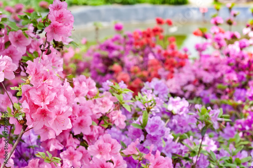 Pink and violet rhododendrons bloom in garden