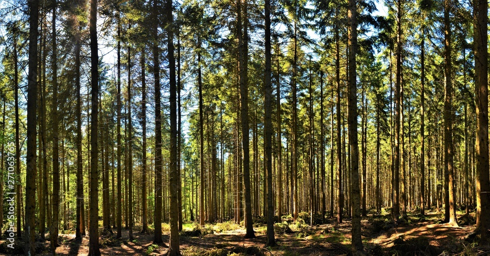 Obraz premium w sosnowym lesie latem