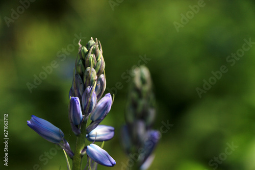 Purple buds