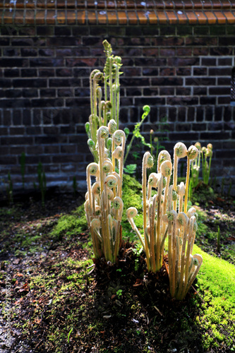 Fern plants