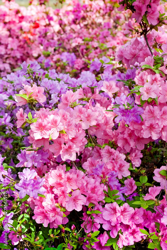 Pink and purple azaleas in city botanical garden