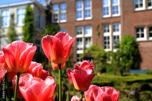 Tulips in the garden