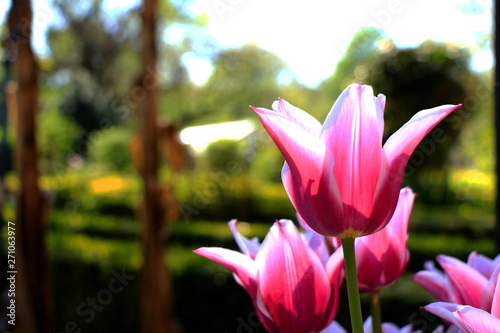 Tulips on the garden