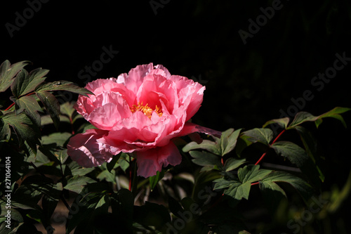 Rose on dark