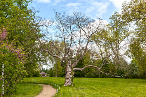 Fototapeta Naklejka Na Ścianę i Meble -  Naked tree in the Park