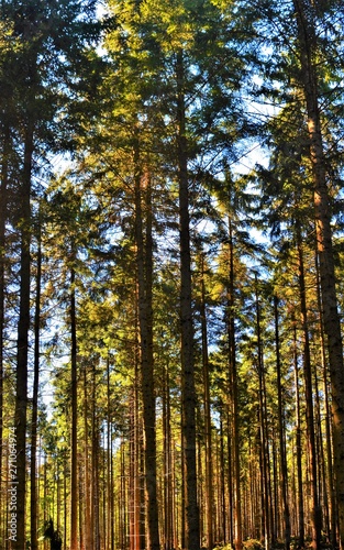 in a pine forest in summer