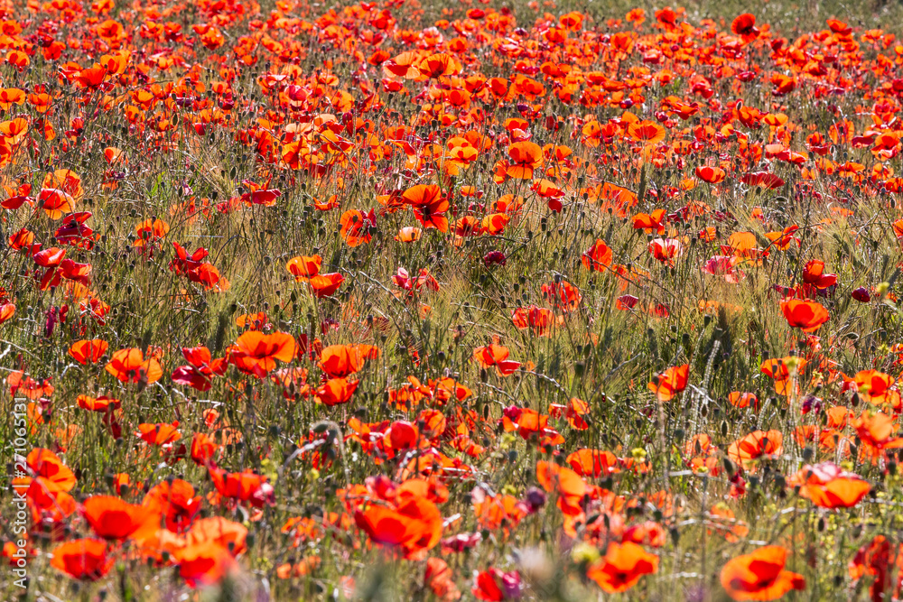 Red  poppies in a wheat field in Provence France.