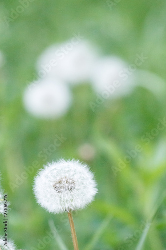 White fluffy dandelions  natural green blurred spring background  selective focus on the one of dandelions