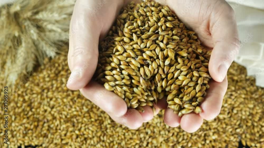 Beer malt and wheat of the highest grade are poured into a large bag for drying and preparing dark varieties of craft beer in a private brewery 59.94 fps 4k Beer malt and wheat of the highest grade are poured into a large bag for drying and preparing dark varieties of craft beer in a private brewery 59.94 fps 4k