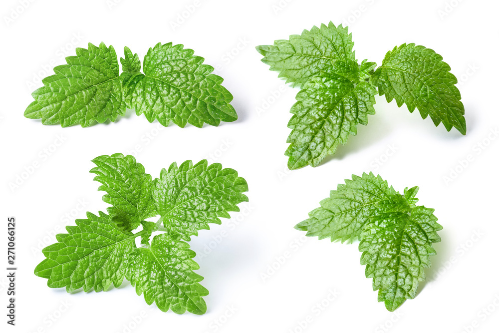 Collection of fresh mint leaves, isolated on white background - obrazy, fototapety, plakaty 