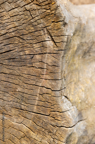 Cross section of the tree.