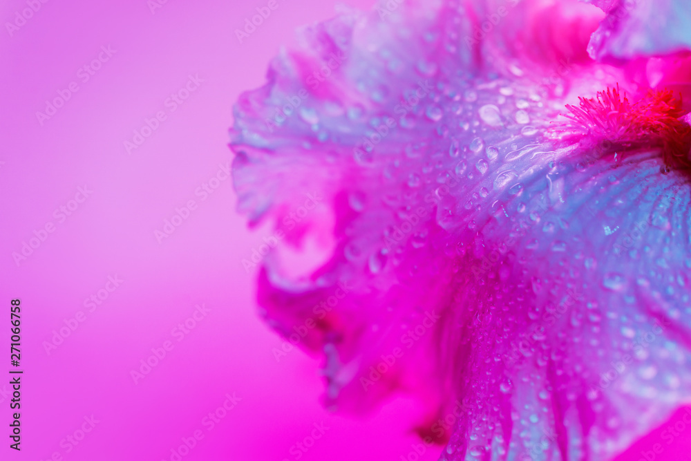 Vivid neon colored iris flower bud on multi colored background.