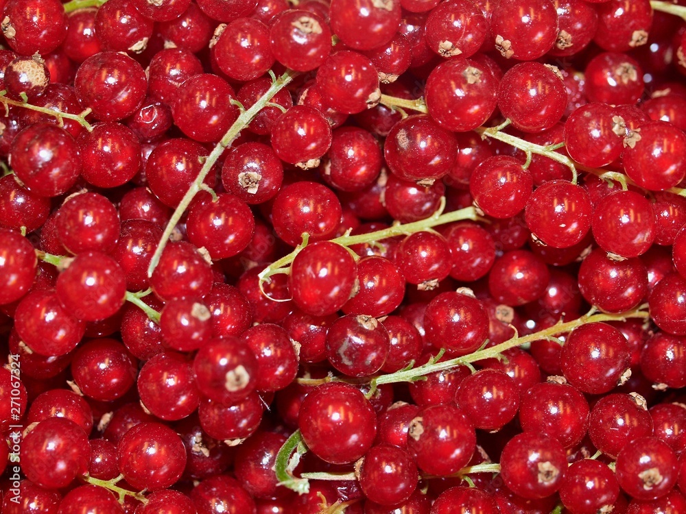 Macro of fresh red currants