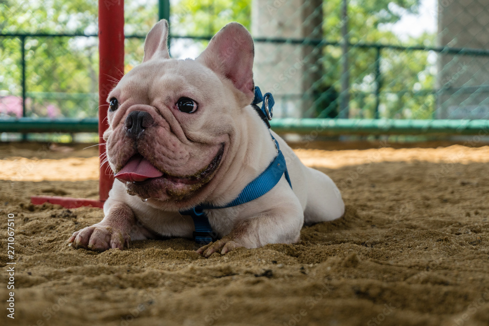 White French Bulldog Crouch on sand of Public park White French Bulldog Crouch on sand of Public park