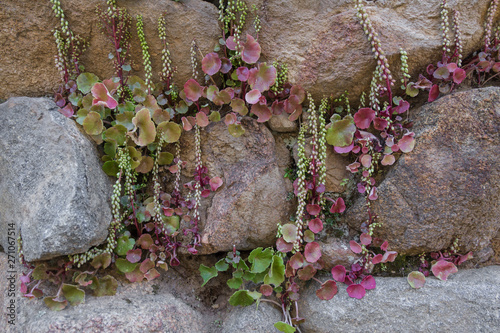 Plants growing among the stones of Ancient megalithic Nuraghe to