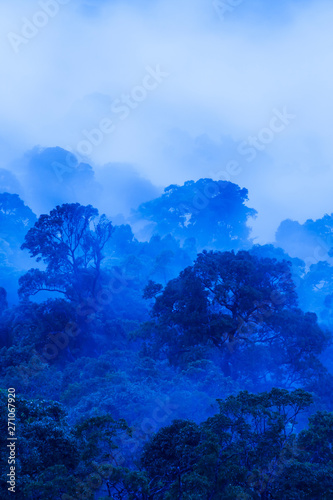 Aerial view of tropical rainforest in blue misty. © Tanes