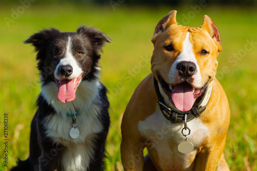 Friends. Dogs. Staffordshire terrier and border collie walking in a field. Sunny day. Summer.