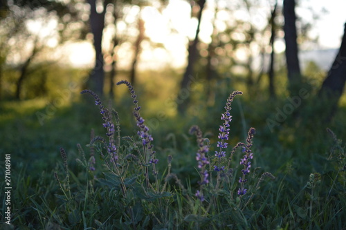 wild flowers in the forest