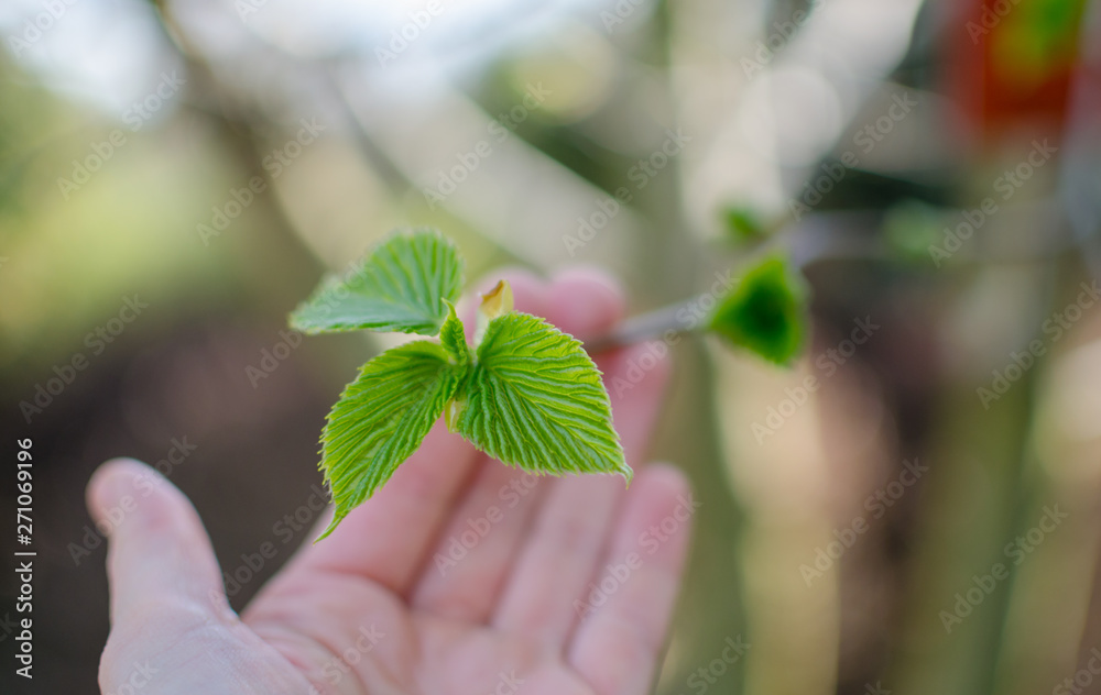 Davidia involucrata, the dove-tree, handkerchief tree, pocket handkerchief tree, or ghost tree in spring. Closeup. Davidia involucrata, the dove-tree, handkerchief tree, pocket handkerchief tree, or ghost tree in spring. Closeup.