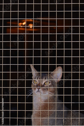 cat in a golden cage