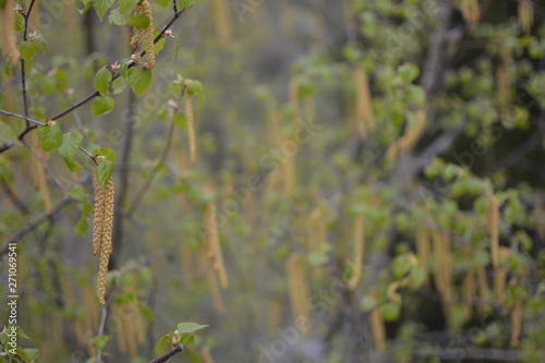 spring in the forest