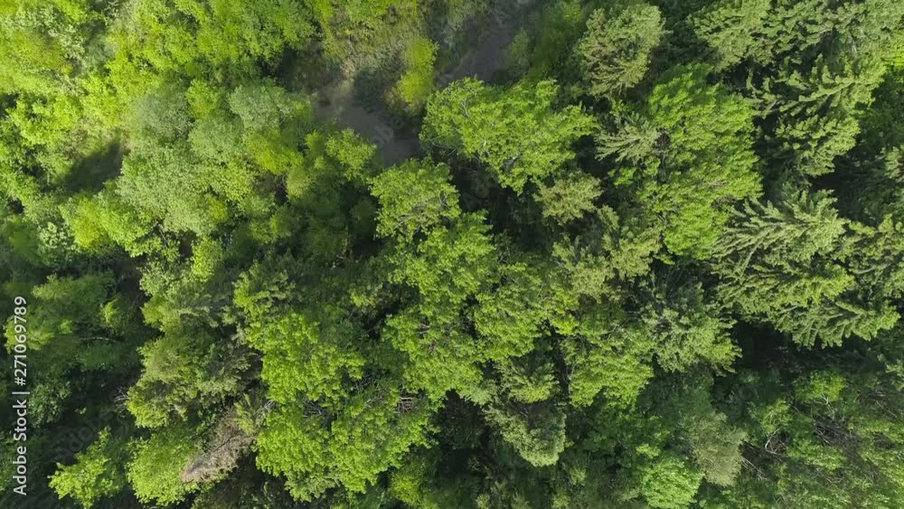Green forest on top Green forest on top