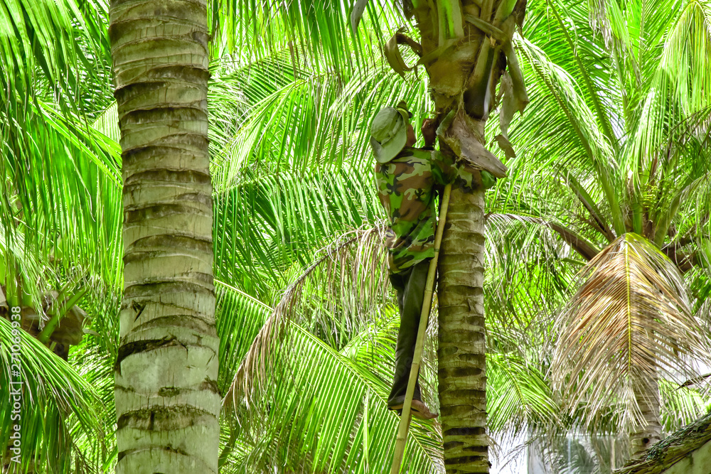 Vietnam. Cam Ranh. a gardener in overalls climbed the ladder along a tree trunk and cuts off old dried palm leaves