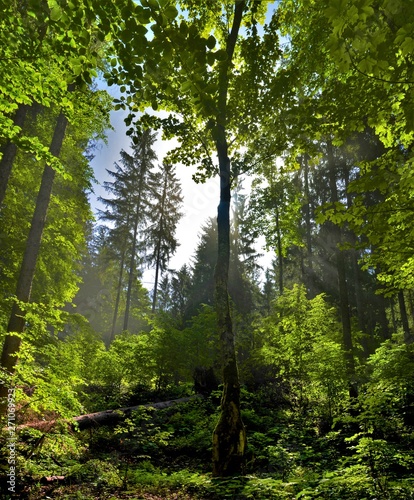 the sky seen among the trees in the forest in the summer photo