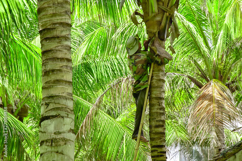 Obraz na płótnie Vietnam. Cam Ranh. a gardener in overalls climbed the ladder along a tree trunk and cuts off old dried palm leaves w salonie