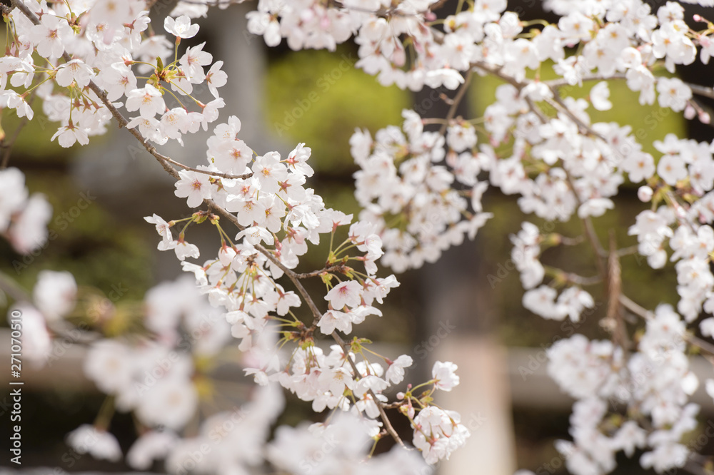 桜　満開　日本