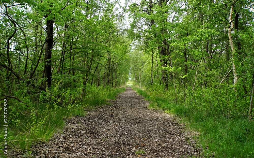 Obraz premium path in birch forest
