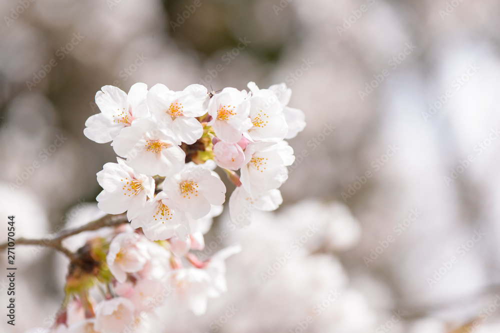 ソメイヨシノ　桜　イメージ