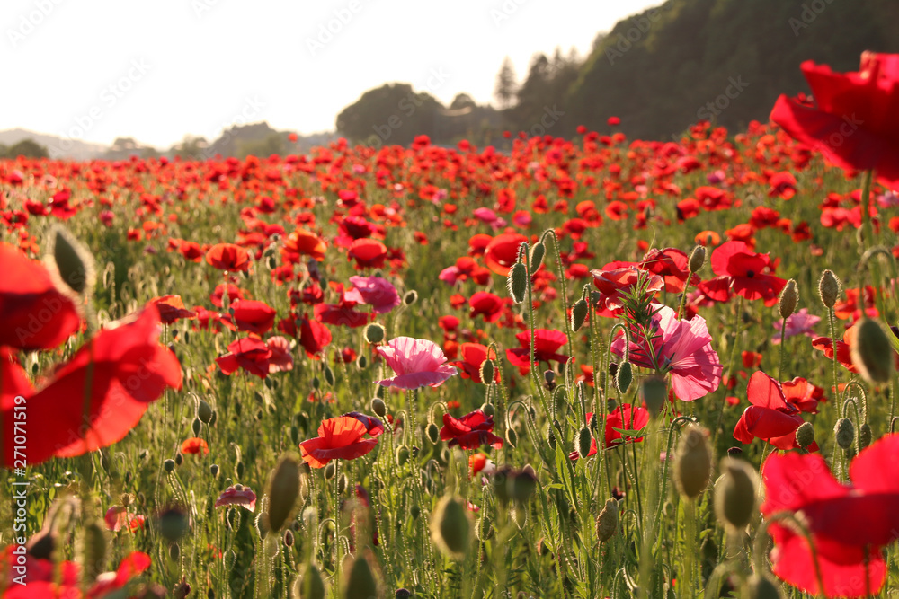 Obraz premium 夕暮れのポピー畑 栃木県さくら市