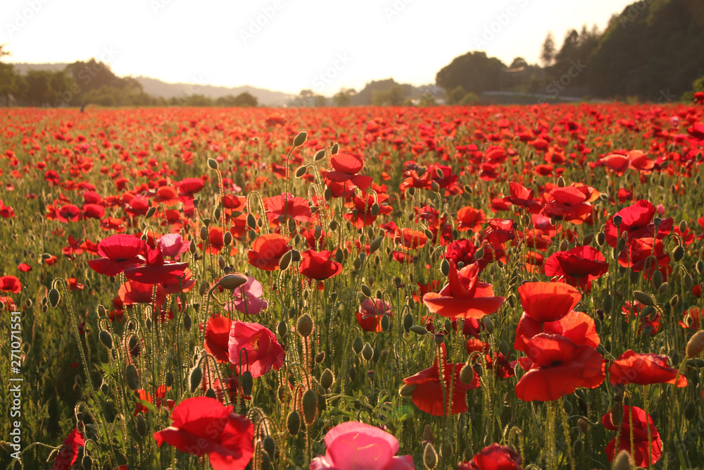 Obraz premium 夕暮れのポピー畑 栃木県さくら市