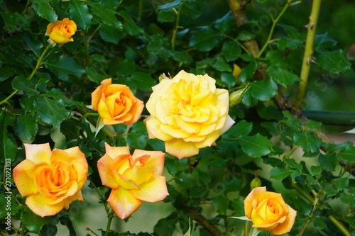 いろいろな形のオレンジの薔薇の花が咲いている写真