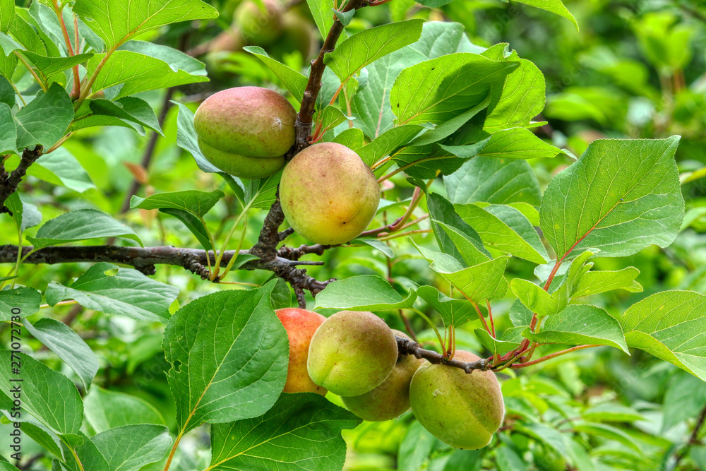 Apricots ripen on the tree