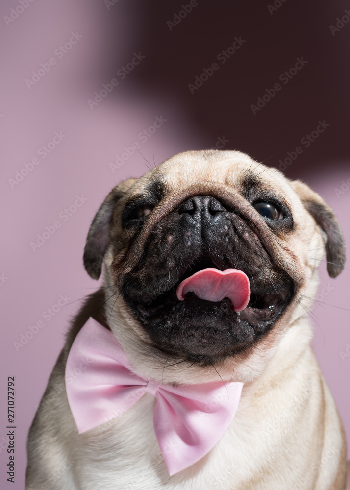 Portrait of beige puppy Pug with a bow tie on a pink background. Pug dog with pink bow on neck. Party birthday concept. Copy space