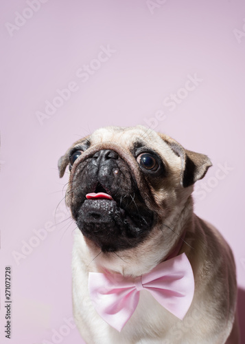 Portrait of beige puppy Pug with a bow tie on a pink background. Pug dog with pink bow on neck. Party birthday concept. Copy space © Iulia
