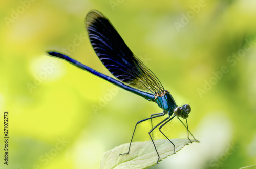 Calopteryx splendens Dragonfly metal dark blue is sitting on a green leaf © maykal