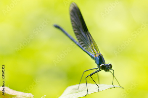 Calopteryx splendens Dragonfly metal dark blue is sitting on a green leaf