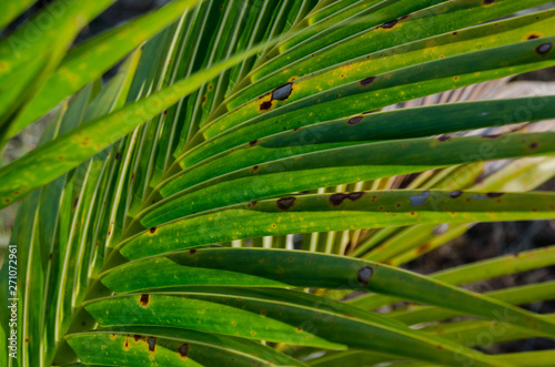 close up of palm leaves tropical background