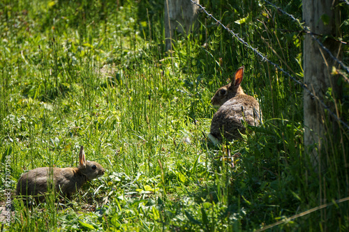 Häsin mit Nachwuchs photo