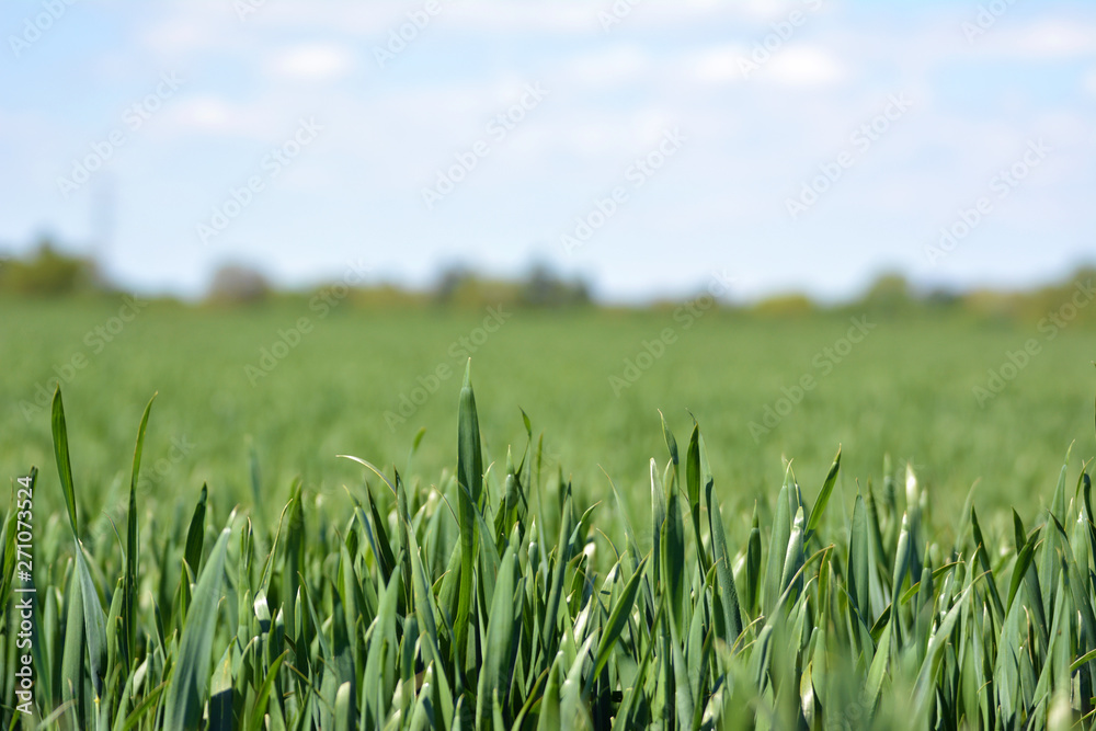 Obraz premium Close up of grainfield with thick grass without ear in early spring with blue sky in background